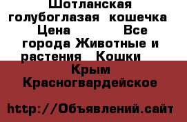 Шотланская голубоглазая  кошечка › Цена ­ 5 000 - Все города Животные и растения » Кошки   . Крым,Красногвардейское